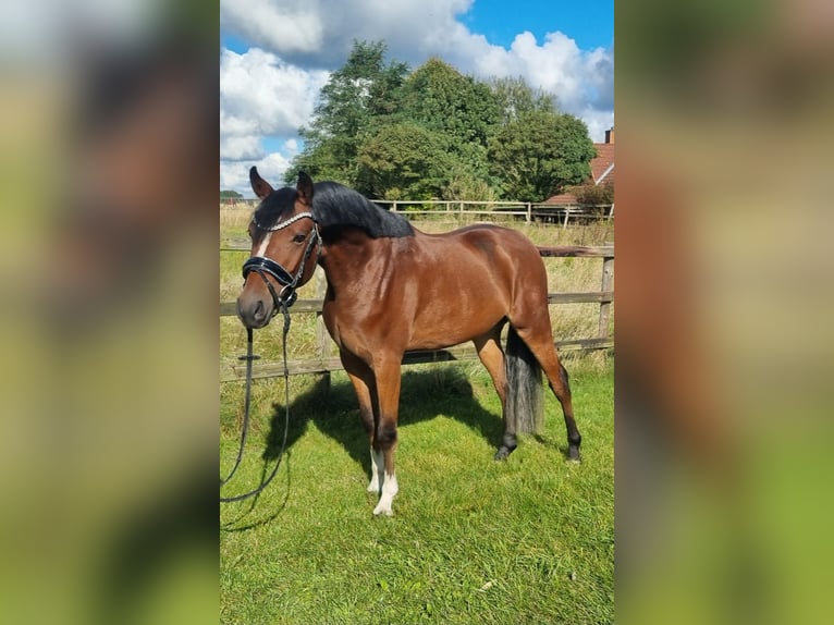 Deutsches Reitpony Wallach 5 Jahre 147 cm Brauner in H&#xF6;rsten