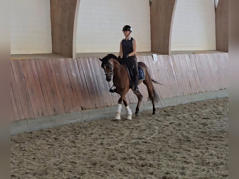 Deutsches Reitpony Wallach 5 Jahre 147 cm Brauner in H&#xF6;rsten