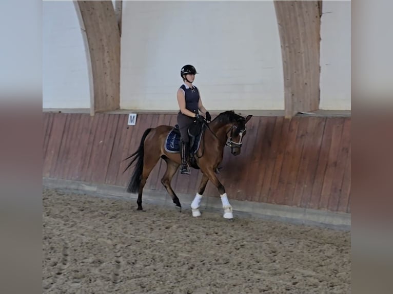 Deutsches Reitpony Wallach 5 Jahre 147 cm Brauner in H&#xF6;rsten