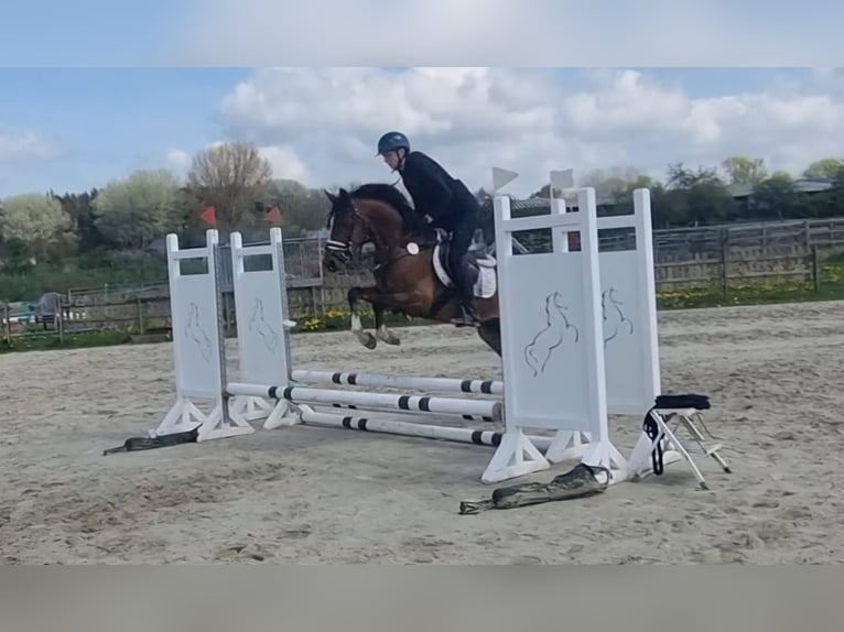 Deutsches Reitpony Wallach 5 Jahre 147 cm Brauner in H&#xF6;rsten