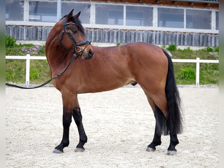 Deutsches Reitpony Wallach 5 Jahre 147 cm Brauner in Neukirchen