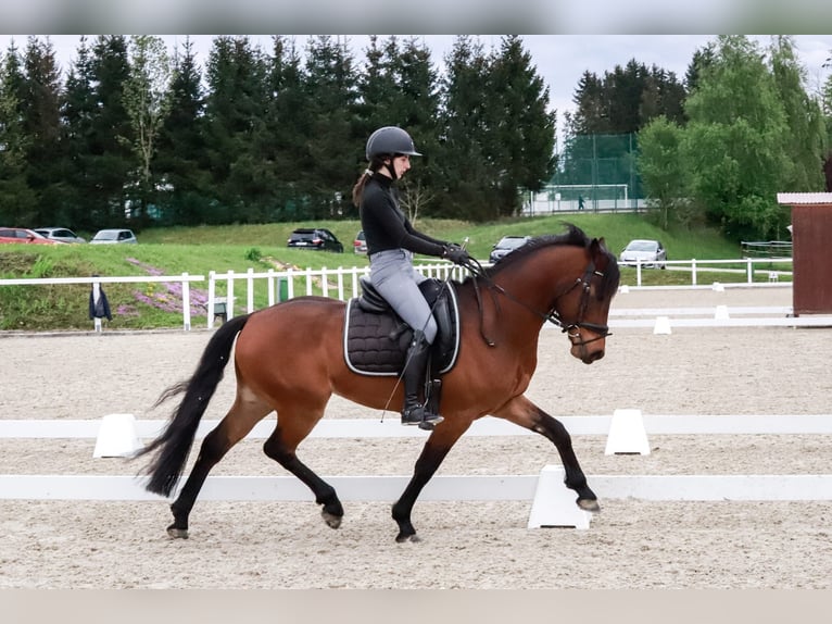 Deutsches Reitpony Wallach 5 Jahre 147 cm Brauner in Neukirchen