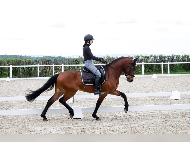 Deutsches Reitpony Wallach 5 Jahre 147 cm Brauner in Neukirchen