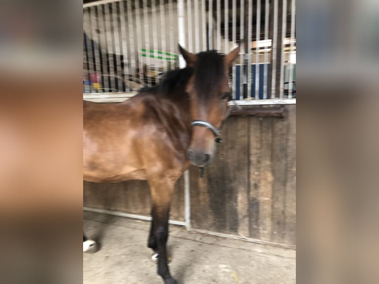 Deutsches Reitpony Wallach 5 Jahre 147 cm Brauner in Eppingen