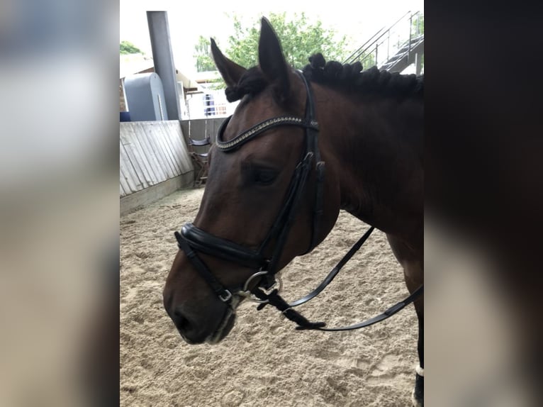 Deutsches Reitpony Wallach 5 Jahre 147 cm Brauner in Eppingen