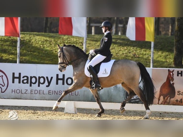 Deutsches Reitpony Wallach 5 Jahre 147 cm Buckskin in Schwarzenfeld