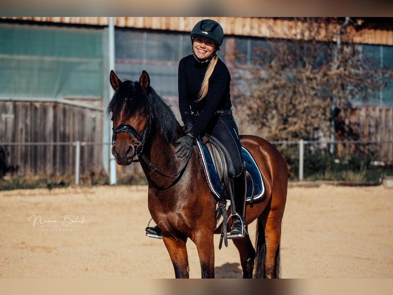 Deutsches Reitpony Wallach 5 Jahre 147 cm  in Ditzingen