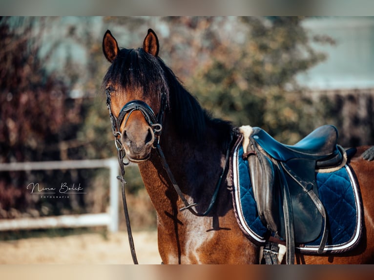 Deutsches Reitpony Wallach 5 Jahre 147 cm  in Ditzingen