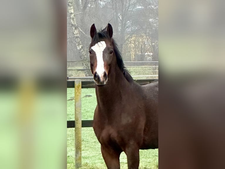 Deutsches Reitpony Wallach 5 Jahre 147 cm Dunkelbrauner in Vechta