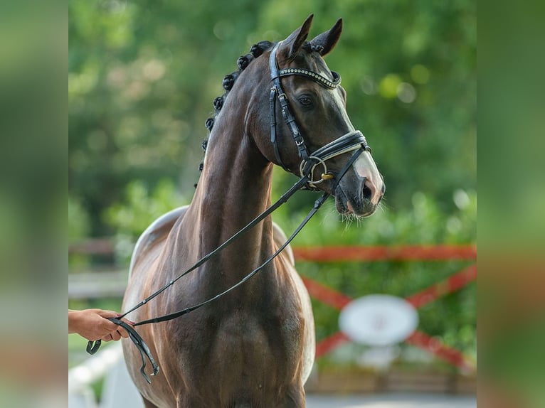 Deutsches Reitpony Wallach 5 Jahre 147 cm Dunkelfuchs in Münster