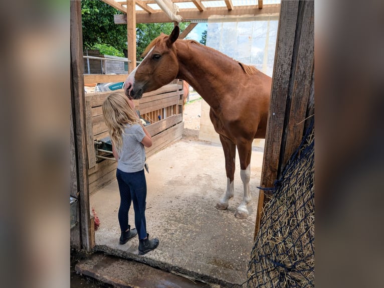 Deutsches Reitpony Wallach 5 Jahre 147 cm Dunkelfuchs in Darmstadt