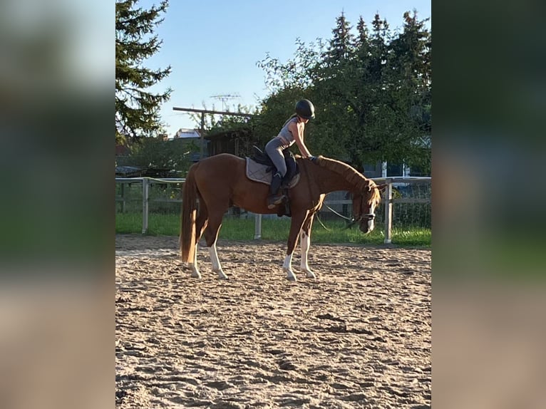 Deutsches Reitpony Wallach 5 Jahre 147 cm Dunkelfuchs in Darmstadt