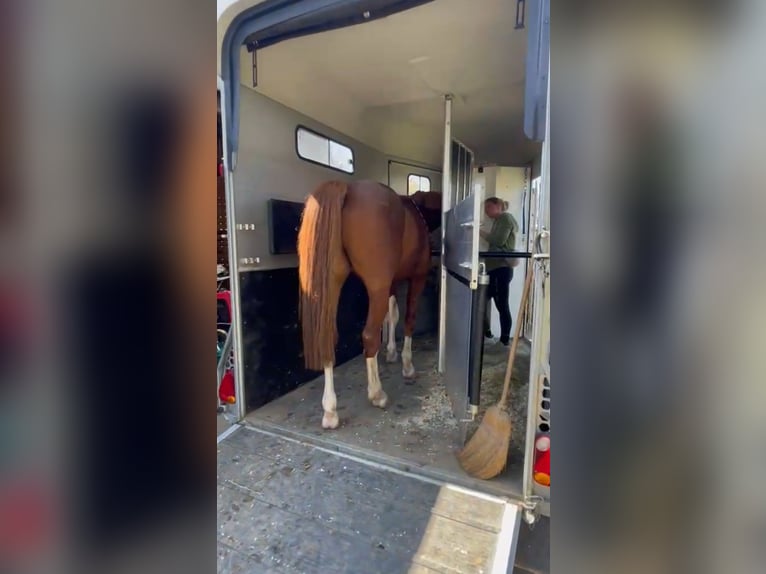 Deutsches Reitpony Wallach 5 Jahre 147 cm Dunkelfuchs in Darmstadt