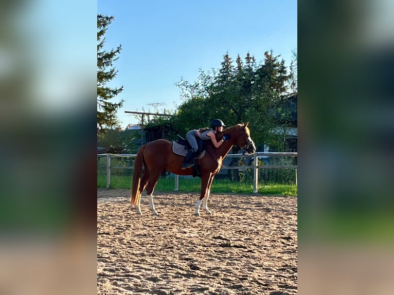 Deutsches Reitpony Wallach 5 Jahre 147 cm Dunkelfuchs in Darmstadt
