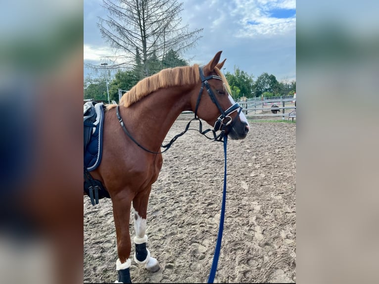 Deutsches Reitpony Wallach 5 Jahre 147 cm Dunkelfuchs in Darmstadt
