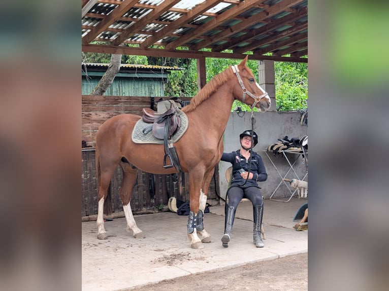 Deutsches Reitpony Wallach 5 Jahre 147 cm Dunkelfuchs in Darmstadt