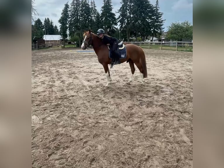 Deutsches Reitpony Wallach 5 Jahre 147 cm Dunkelfuchs in Darmstadt