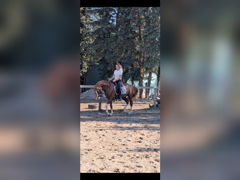 Deutsches Reitpony Wallach 5 Jahre 147 cm Dunkelfuchs in Darmstadt