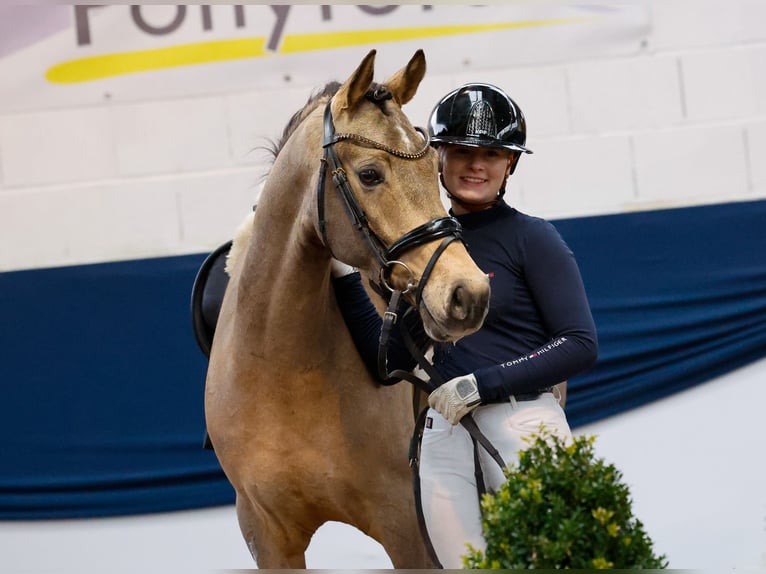 Deutsches Reitpony Wallach 5 Jahre 147 cm Falbe in Marsberg