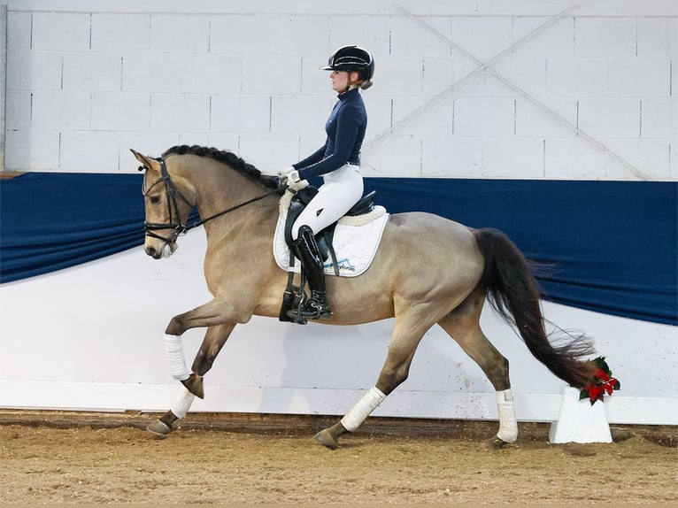 Deutsches Reitpony Wallach 5 Jahre 147 cm Falbe in Marsberg