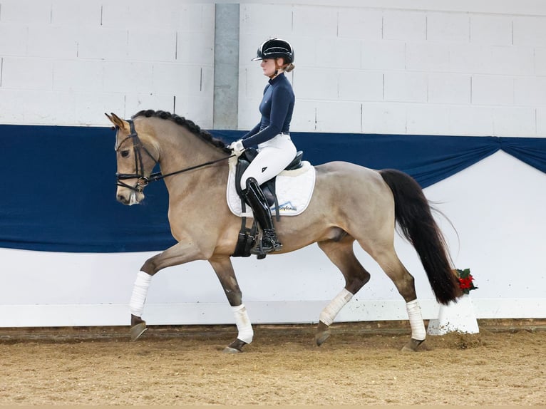 Deutsches Reitpony Wallach 5 Jahre 147 cm Falbe in Marsberg