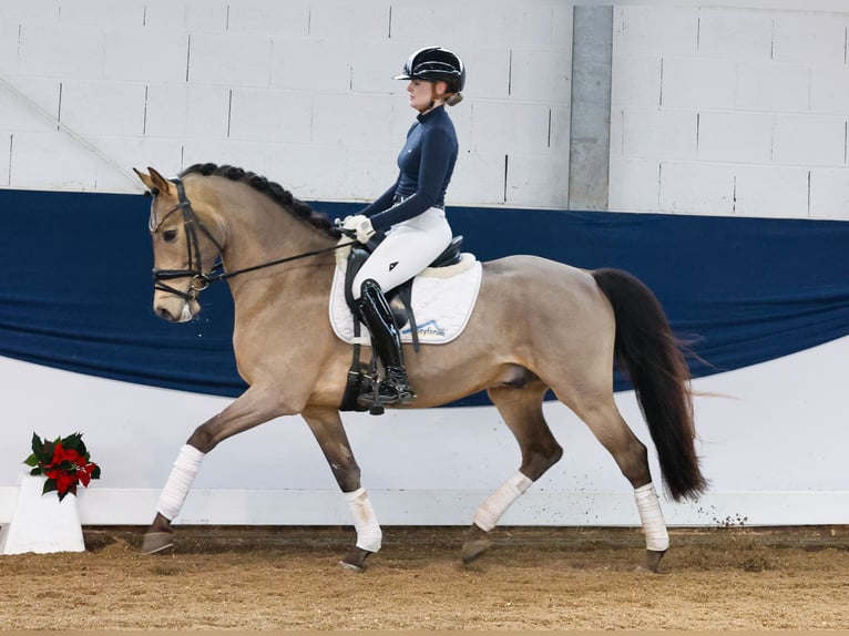 Deutsches Reitpony Wallach 5 Jahre 147 cm Falbe in Marsberg