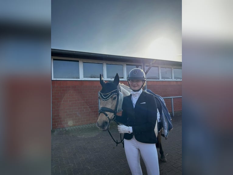 Deutsches Reitpony Wallach 5 Jahre 147 cm Falbe in Ehrenburg