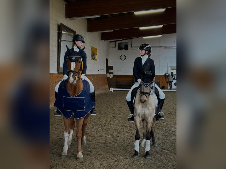 Deutsches Reitpony Wallach 5 Jahre 147 cm Falbe in Ehrenburg