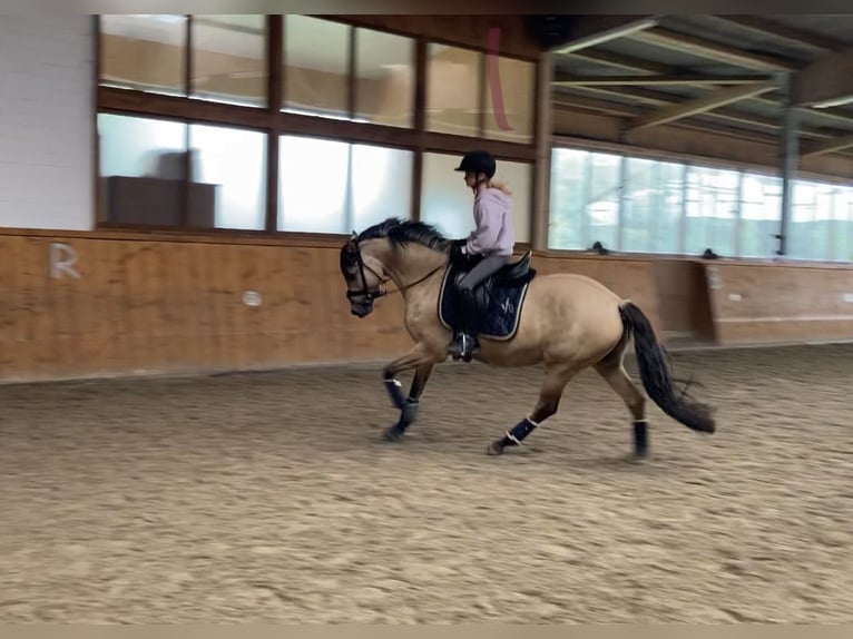 Deutsches Reitpony Wallach 5 Jahre 147 cm Falbe in Ehrenburg