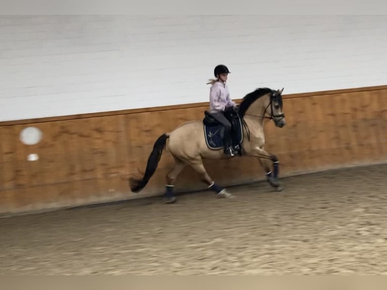 Deutsches Reitpony Wallach 5 Jahre 147 cm Falbe in Ehrenburg