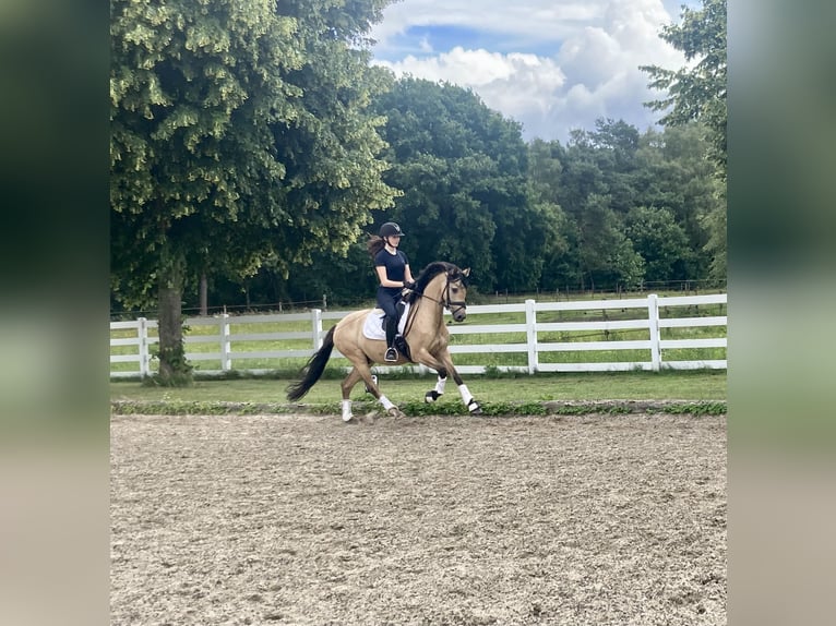 Deutsches Reitpony Wallach 5 Jahre 147 cm Falbe in Ehrenburg