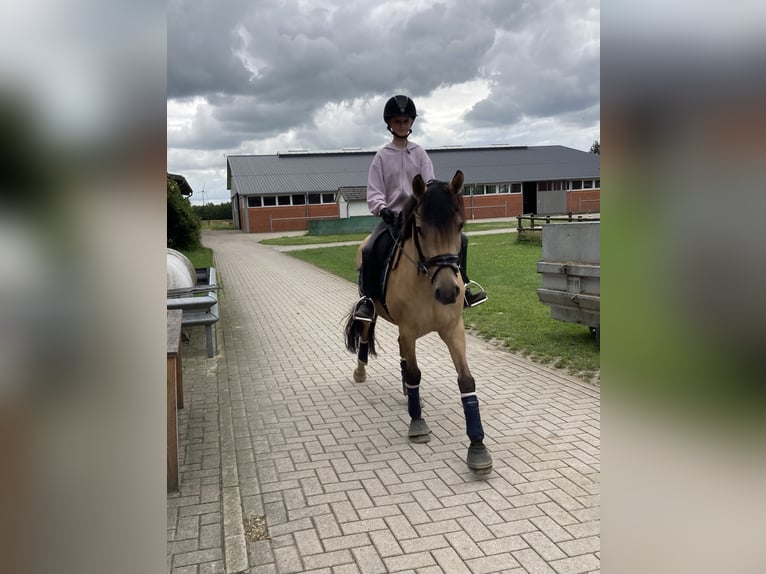 Deutsches Reitpony Wallach 5 Jahre 147 cm Falbe in Ehrenburg