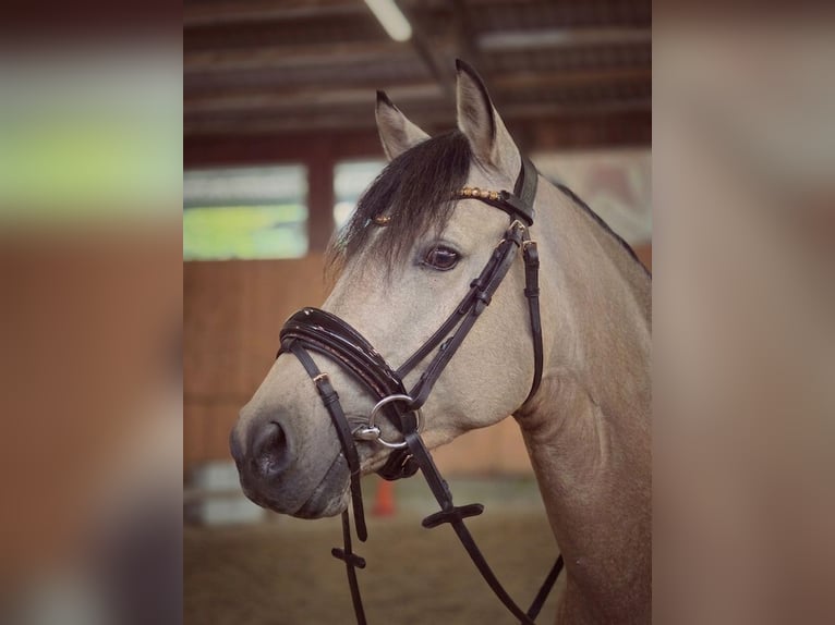 Deutsches Reitpony Wallach 5 Jahre 147 cm Falbe in Vlotho
