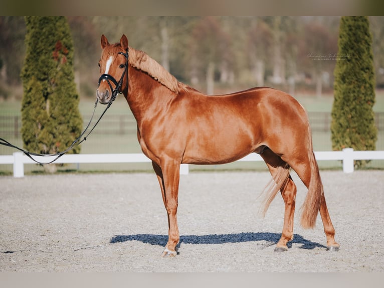 Deutsches Reitpony Wallach 5 Jahre 147 cm Fuchs in Kerpen