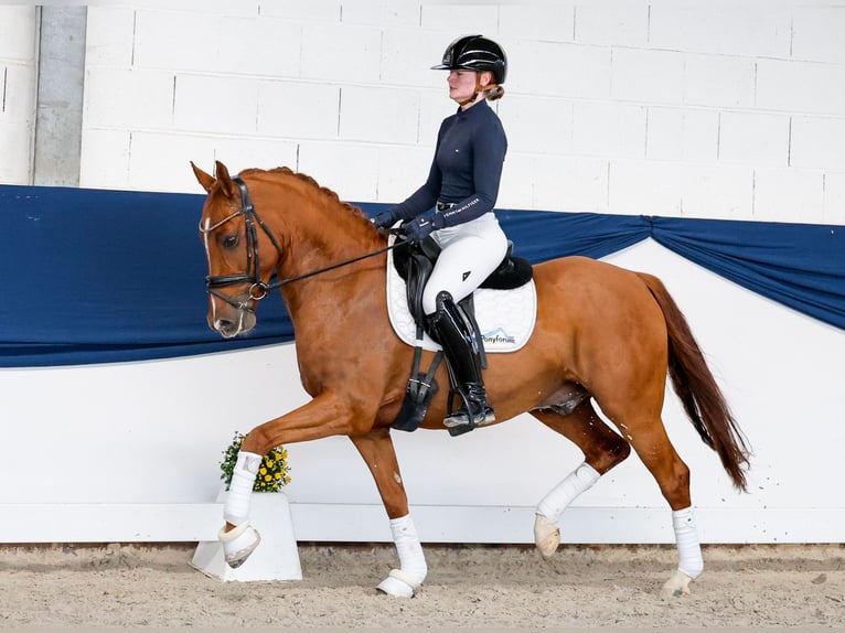 Deutsches Reitpony Wallach 5 Jahre 147 cm Fuchs in Marsberg
