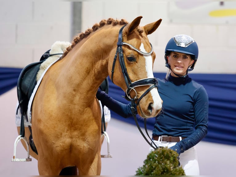Deutsches Reitpony Wallach 5 Jahre 147 cm Fuchs in Marsberg