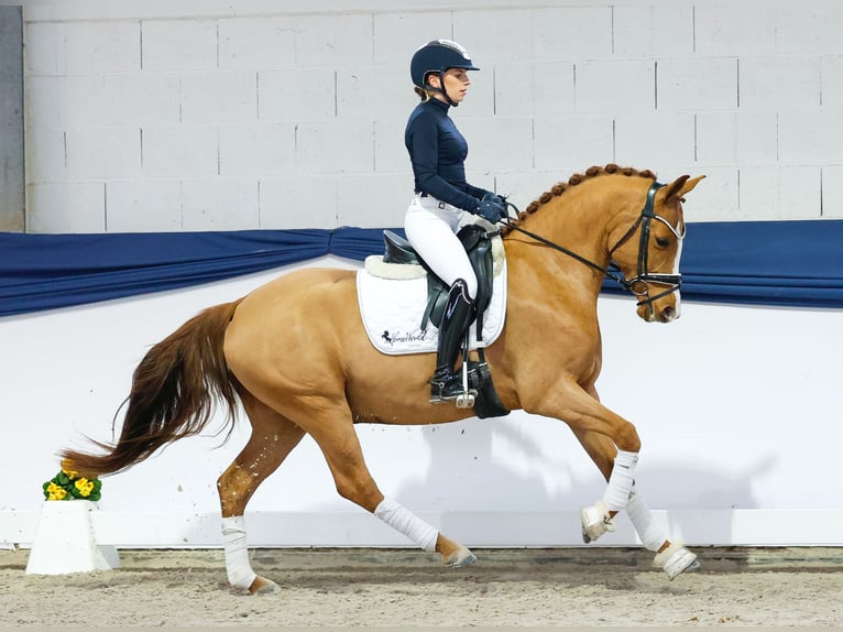 Deutsches Reitpony Wallach 5 Jahre 147 cm Fuchs in Marsberg