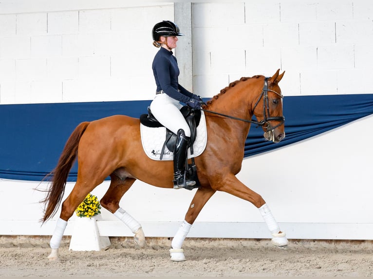 Deutsches Reitpony Wallach 5 Jahre 147 cm Fuchs in Marsberg