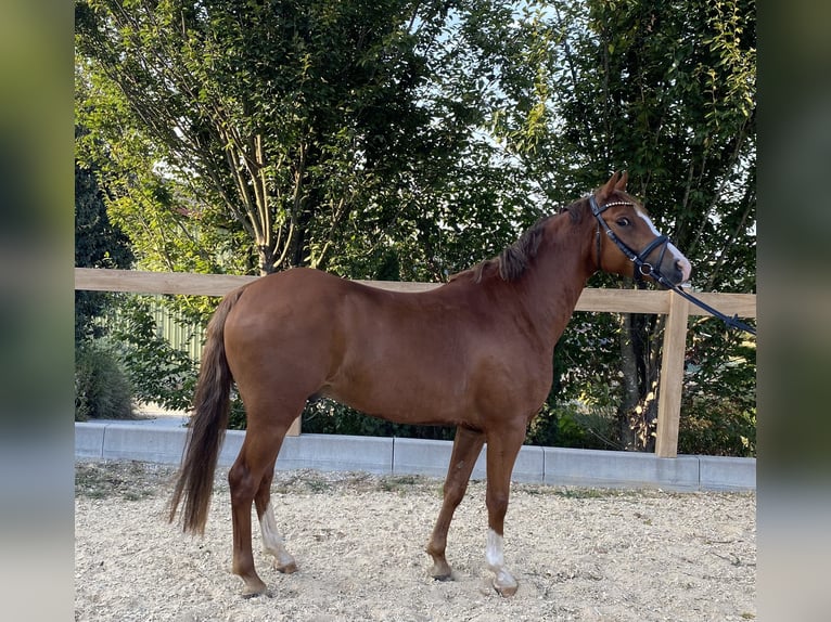 Deutsches Reitpony Wallach 5 Jahre 147 cm Fuchs in Iggingen