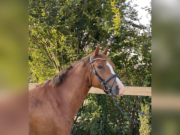 Deutsches Reitpony Wallach 5 Jahre 147 cm Fuchs in Iggingen