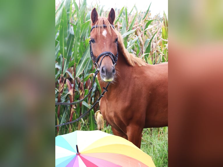 Deutsches Reitpony Wallach 5 Jahre 147 cm Fuchs in uelsen