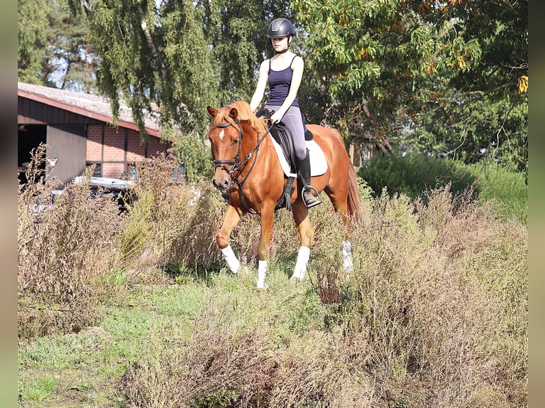 Deutsches Reitpony Wallach 5 Jahre 147 cm Fuchs in uelsen