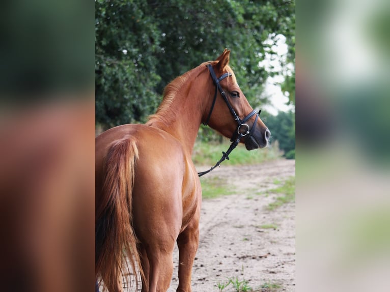 Deutsches Reitpony Wallach 5 Jahre 147 cm Fuchs in uelsen