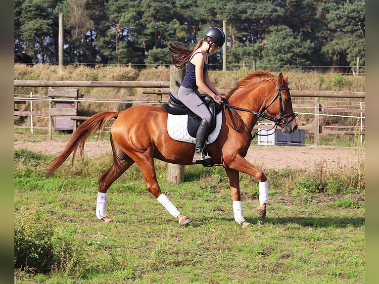 Deutsches Reitpony Wallach 5 Jahre 147 cm Fuchs in uelsen