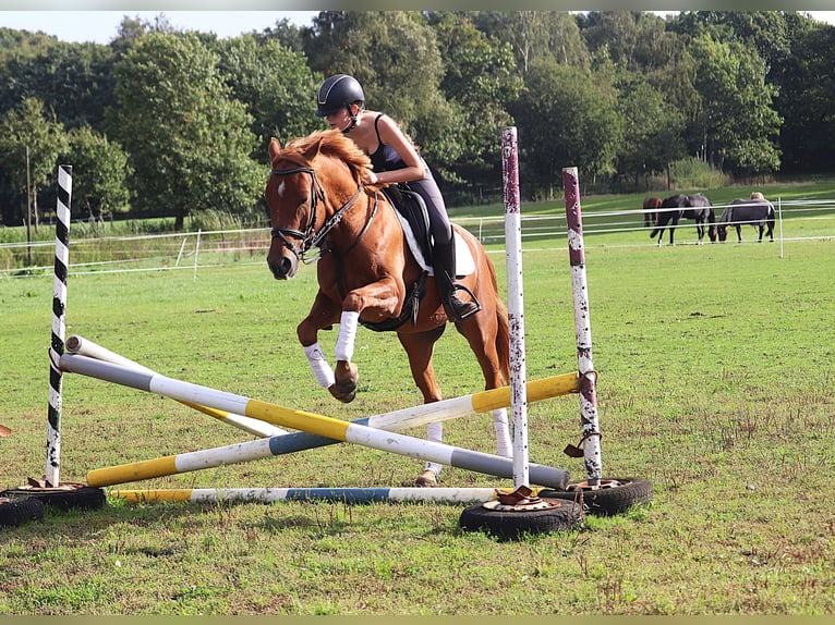 Deutsches Reitpony Wallach 5 Jahre 147 cm Fuchs in uelsen