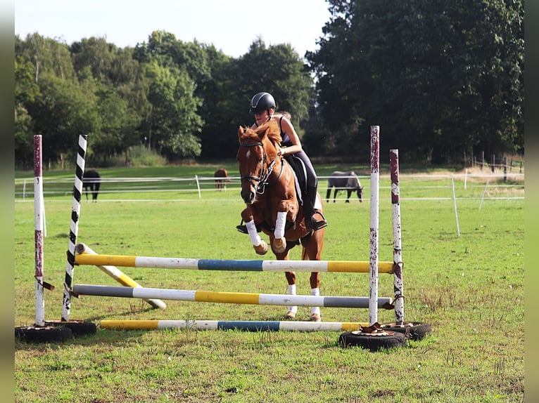 Deutsches Reitpony Wallach 5 Jahre 147 cm Fuchs in uelsen