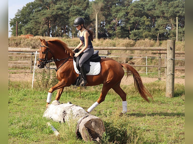 Deutsches Reitpony Wallach 5 Jahre 147 cm Fuchs in uelsen