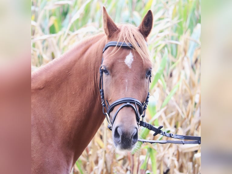 Deutsches Reitpony Wallach 5 Jahre 147 cm Fuchs in uelsen