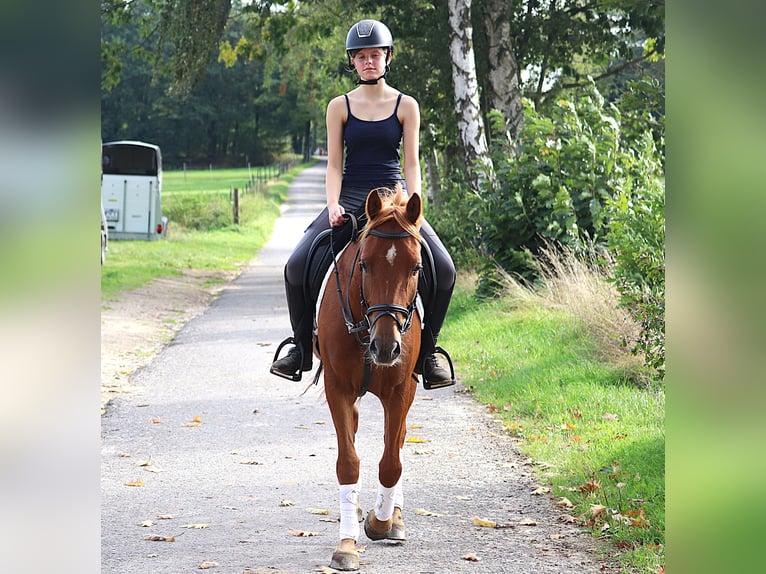 Deutsches Reitpony Wallach 5 Jahre 147 cm Fuchs in uelsen