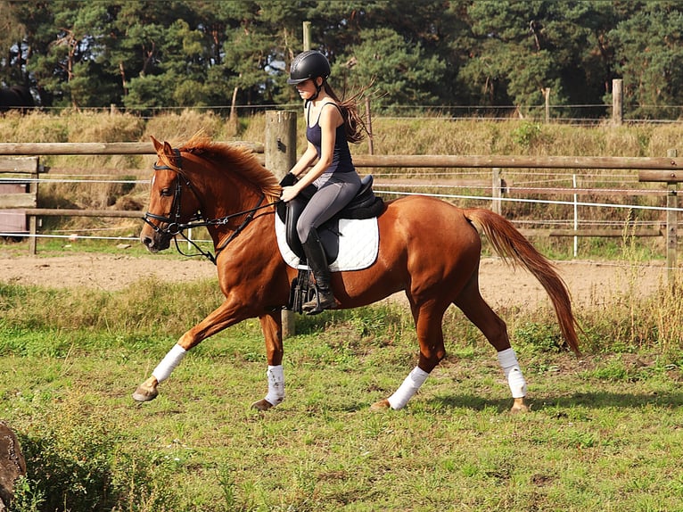 Deutsches Reitpony Wallach 5 Jahre 147 cm Fuchs in uelsen